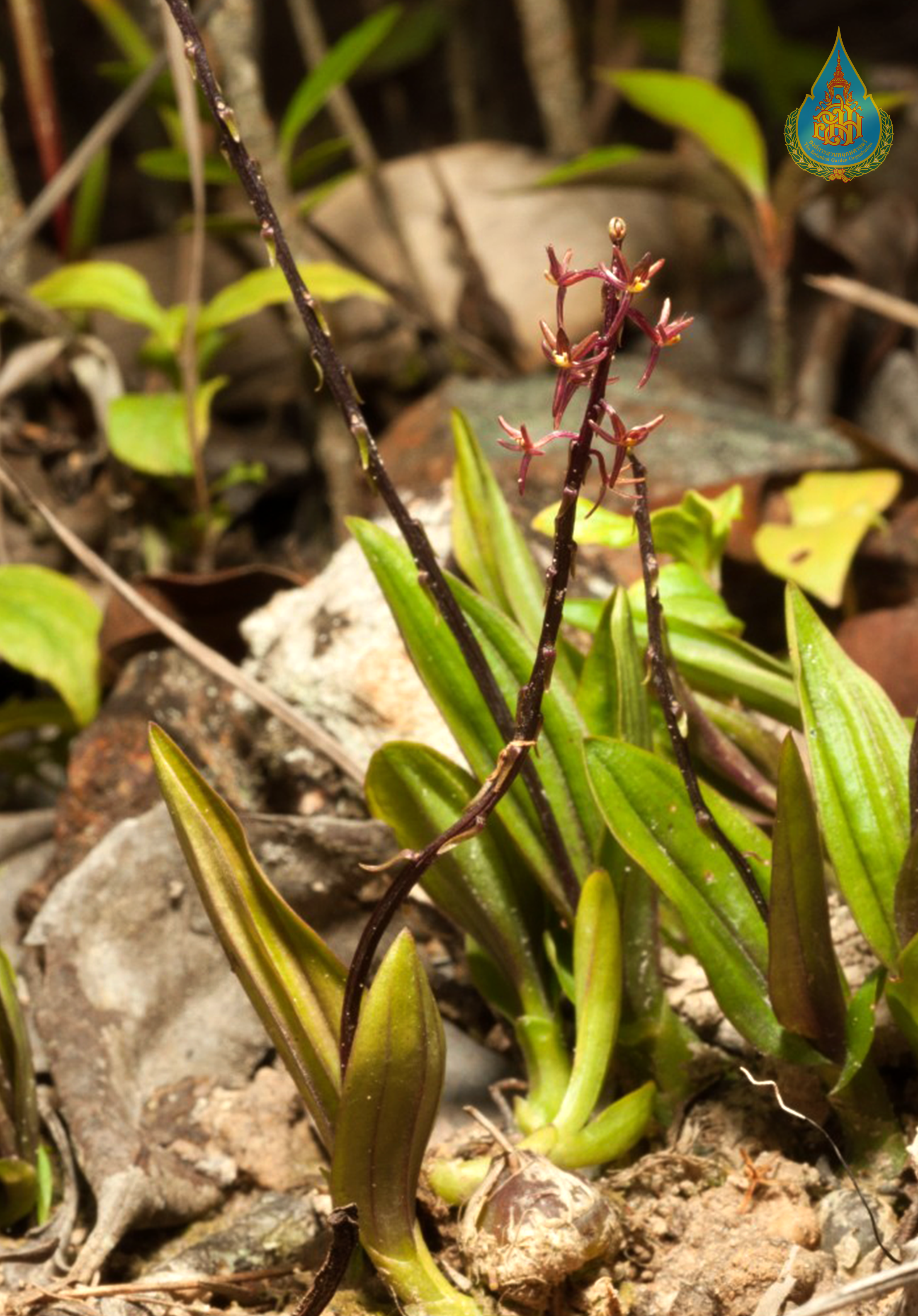 หูเสือแคระ Crepidium chamaeorchis (Schltr.) Nuammee, Seelanan, Suddee & H.A.Pedersen<br/>ORCHIDACEAE